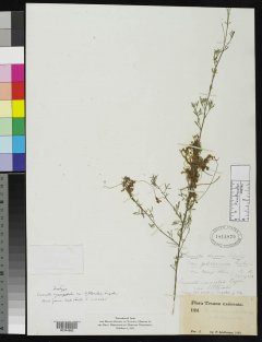 http://collections.mnh.si.edu/search/botany/?irn=2081032