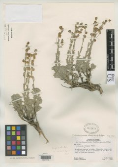 http://collections.mnh.si.edu/services/media.php?env=botany&irn=10115371
