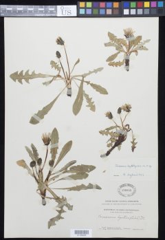 http://collections.mnh.si.edu/search/botany/?irn=10880214