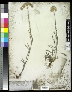 http://collections.mnh.si.edu/search/botany/?irn=10063413