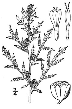 http://plants.usda.gov/java/largeImage?imageID=arbi2_001_avd.tif