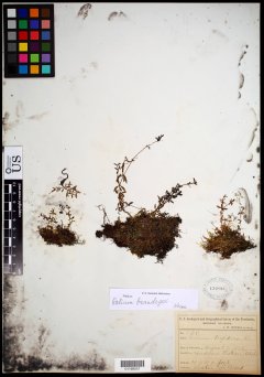 http://collections.mnh.si.edu/search/botany/?irn=10626736