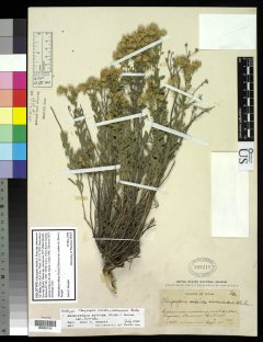 http://collections.mnh.si.edu/search/botany/?irn=2084896