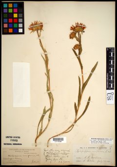 http://collections.mnh.si.edu/search/botany/?irn=10767983