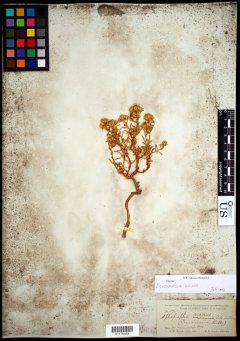 http://collections.mnh.si.edu/search/botany/?irn=10788156