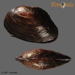 http://www.femorale.com/shellphotos/detail.asp?species=Anodonta%20oregonensis%20Lea,%201838