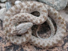 Nightsnake (Hypsiglena chlorophaea)