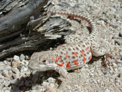 Long-nosed leopard lizard (Gambelia wislizenii) - Photo Public Domain by William Bosworth, Idaho Dept. Fish and Game