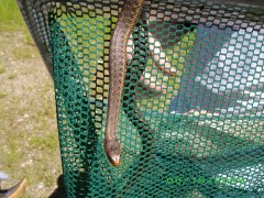 Terrestrial Gartersnake (Thamnophis elegans) - Photo Public Domain, Idaho Fish and Game