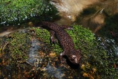 Idaho Giant Salamander (Dicamptodon aterrimus) - Photo John Cossel