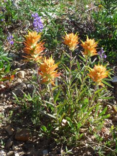 Christ's Indian Paintbrush (Castilleja christii)