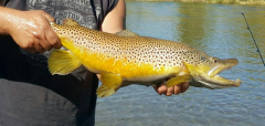 Male Brown Trout exhibiting spawning colors