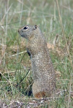 Northern Idaho Ground Squirrel (Urocitellus brunneus) -- Photo Public Domain by Diane Evans-Mack, Idaho Fish & Game