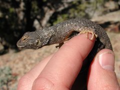 Western Fence Lizard (Sceloporus occidentalis) - Photo Public Domain by William Bosworth, Idaho Fish and Game