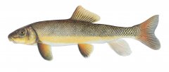 Catostomus macrocheilus Photo