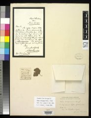 http://collections.mnh.si.edu/search/botany/?irn=2097532