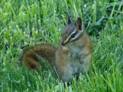 http://commons.wikimedia.org/wiki/File:Red-tailed_Chipmunk_(Tamias_ruficaudus).jpg