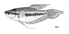 http://www.fishbase.org/summary/SpeciesSummary.php?id=12082