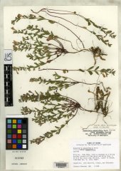 http://collections.mnh.si.edu/search/botany/?irn=2135988