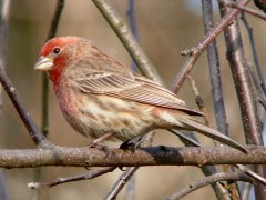 http://commons.wikimedia.org/wiki/File:House_Finch-27527-2.jpg