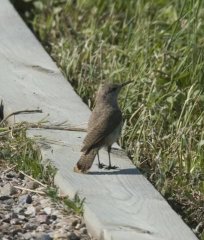 http://animaldiversity.ummz.umich.edu/site/resources/phil_myers/ADW_birds_3_4_03/wren7784.jpg/medium.jpg