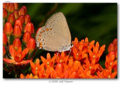 http://butterfliesofamerica.com/images/Theclinae/eumaeini/Satyrium_t_titus/Satyrium_t_titus_F_Person_Co_NC_13-VI-06_2.jpg