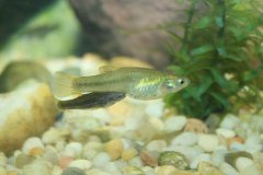 http://commons.wikimedia.org/wiki/File:Gila_topminnow_Poeciliopsis_occidentalis.jpg