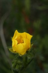 http://commons.wikimedia.org/wiki/File:Potentilla_diversifolia_5988.JPG