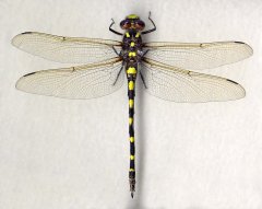 http://odonata.lifedesks.org/image/view/50/_original