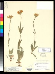 http://collections.mnh.si.edu/services/media.php?env=botany&irn=10098979