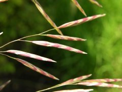 http://www.biopix.com/hungarian-brome-bromus-inermis_photo-12905.aspx