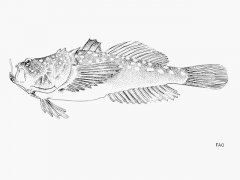 http://www.fishbase.us/images/species/Urpol_u1.gif