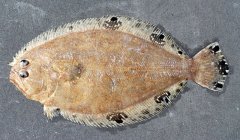 http://www.fishbase.org/summary/SpeciesSummary.php?id=979