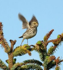 http://animaldiversity.ummz.umich.edu/site/resources/phil_myers/ADW_birds_3_4_03/savannah7523.jpg/medium.jpg