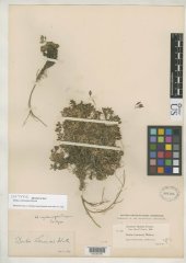 http://collections.mnh.si.edu/search/botany/?irn=2082462