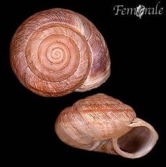 http://www.femorale.com/shellphotos/detail.asp?species=Oreohelix%20strigosa%20(Gould,%201846)