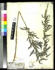 http://collections.mnh.si.edu/services/media.php?env=botany&irn=10215576