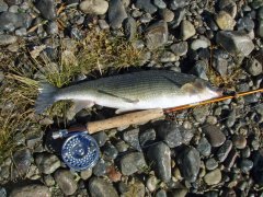 http://commons.wikimedia.org/wiki/File:MountainWhitefish2009.jpg