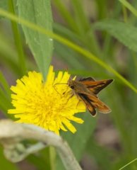 http://animaldiversity.ummz.umich.edu/site/resources/phil_myers/lepidoptera/Hesperiidae_M-Z/Polites1727.jpg/medium.jpg