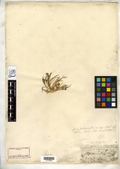 http://collections.mnh.si.edu/search/botany/?irn=10377402