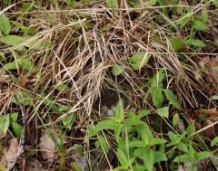 http://animaldiversity.ummz.umich.edu/site/resources/phil_myers/ADW_birds_3_4_03/vesper_sparrow_nest7672.jpg/medium.jpg