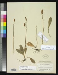 http://collections.mnh.si.edu/search/botany/?irn=2168157