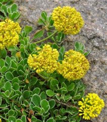 http://www.biopix.com/eriogonum-umbellatum-var-aridum_photo-100896.aspx