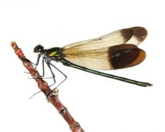 http://animaldiversity.ummz.umich.edu/site/resources/phil_myers/odonata/Calopterygidae/Calopteryx_aequabilis4769.jpg/medium.jpg