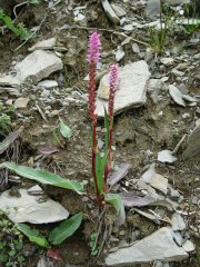 http://plantsoftibet.lifedesks.org/image/view/1801/_original