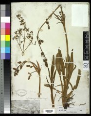 http://collections.mnh.si.edu/search/botany/?irn=10063121