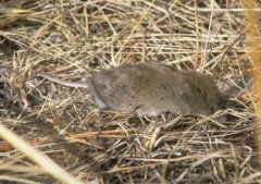 Long-tailed vole. Public Domain from http://eol.org/data_objects/27057967