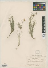 http://collections.mnh.si.edu/search/botany/?irn=2109439