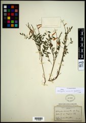 http://collections.mnh.si.edu/search/botany/?irn=10592336