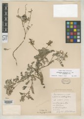 http://collections.mnh.si.edu/services/media.php?env=botany&irn=10112364